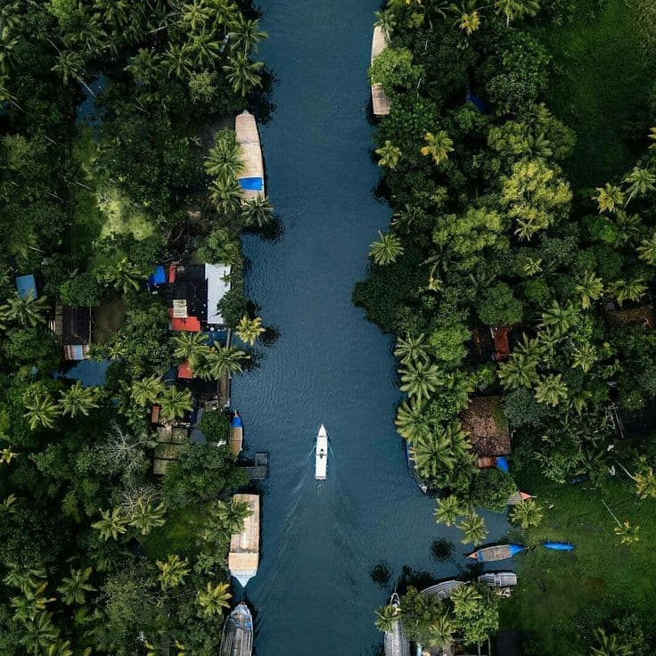 Vibrant green paddy fields of Kuttanad, the rice bowl of Kerala, famous for traditional farming below sea level